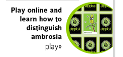 play online and learn how to distinguish ambrosia
